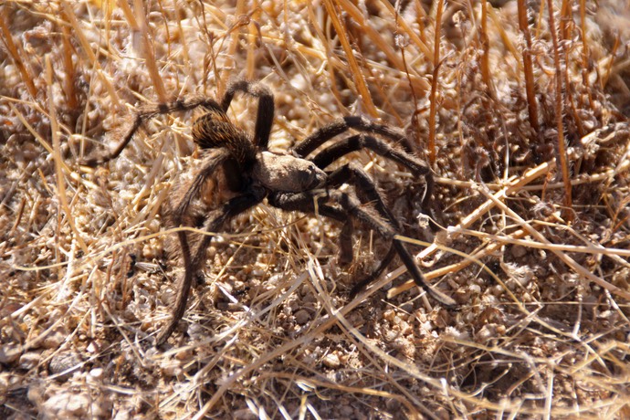 Tarantula