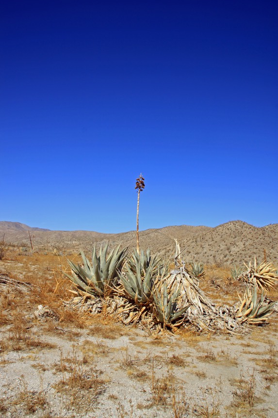 Yucca in Anza Borrego