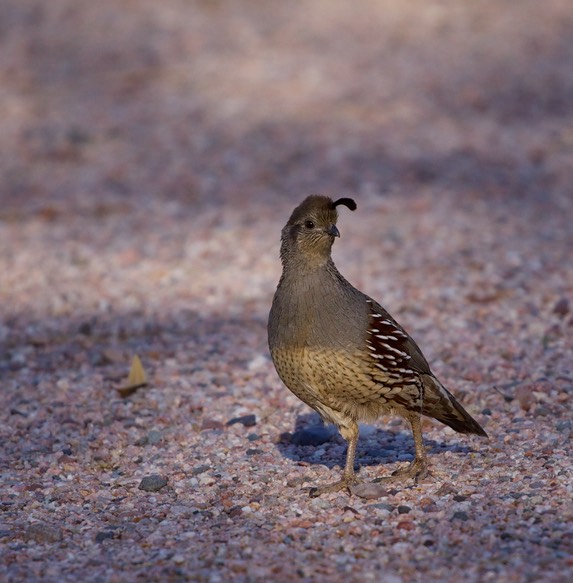 quail vrouw