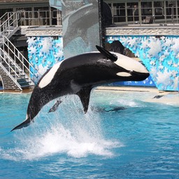 Ocra tijdens de Shamu Believe show