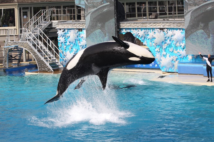 Ocra tijdens de Shamu Believe show