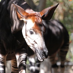 Okapi in San Diego Zoo