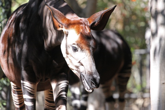 Okapi in San Diego Zoo