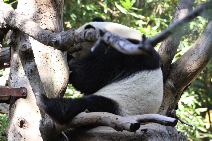 Reuzen panda in San Diego Zoo