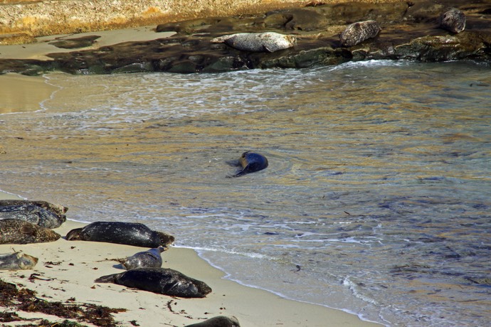 Zeehonden bij La Jolla