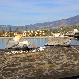 Pelikanen op de pier bij Santa Barbara