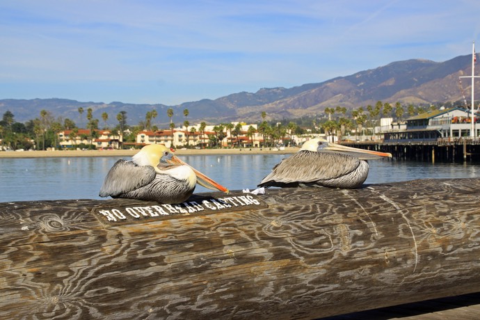 Pelikanen op de pier bij Santa Barbara