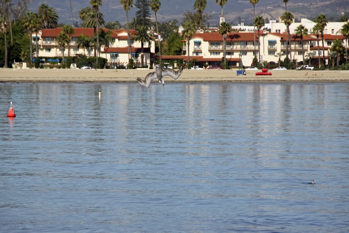 Santa Barbara met duikende pelikaan