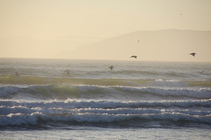 Pelikanen boven Zee