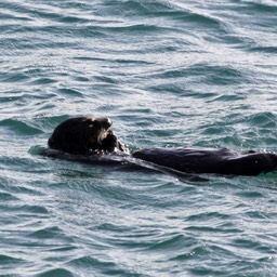 Zee otter bij Morro Rock