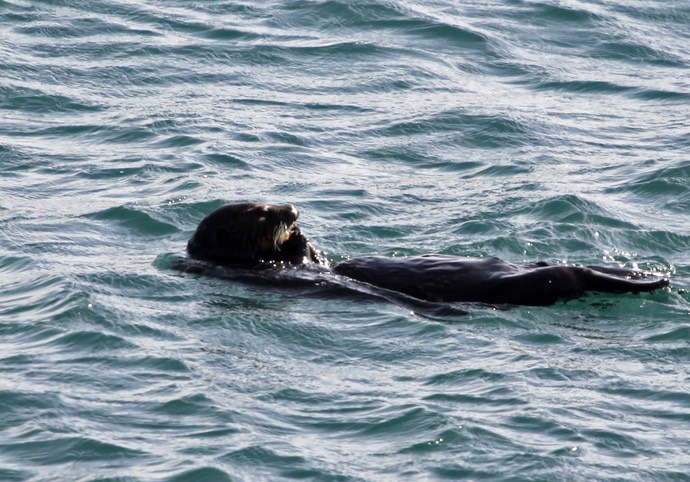 Zee otter bij Morro Rock