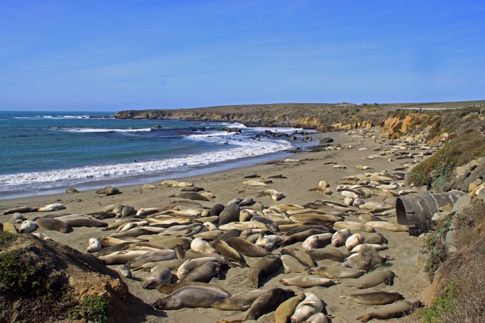 Elephant seals