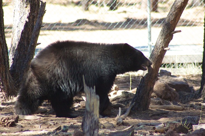 Zwarte beer in Bearizona