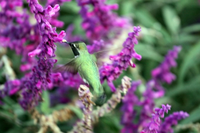 Hummingbird