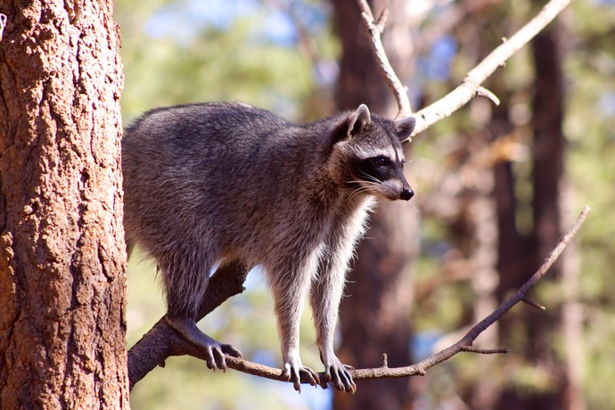 Wasbeertje in Bearizona