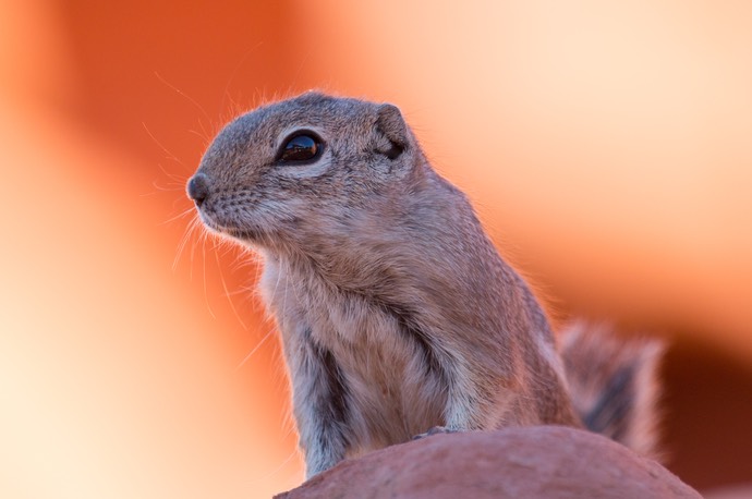 Chipmunk