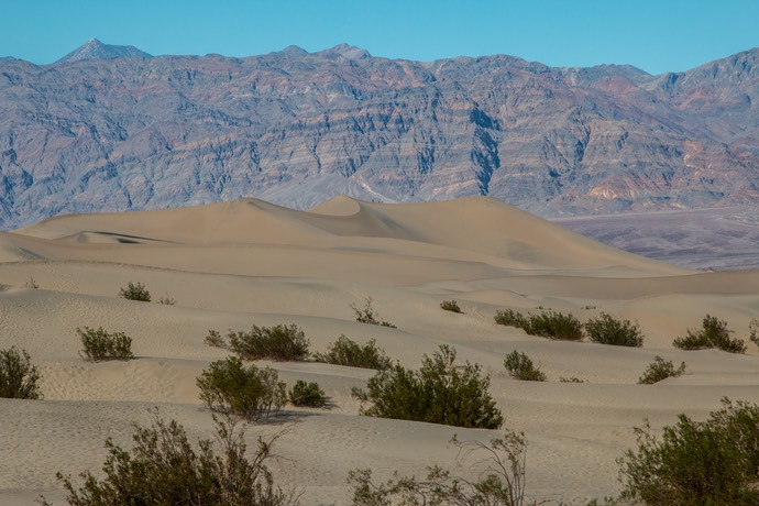 Mesquite flat sandiness