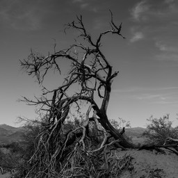 Dode boom bij Mesquite flat sanddunes