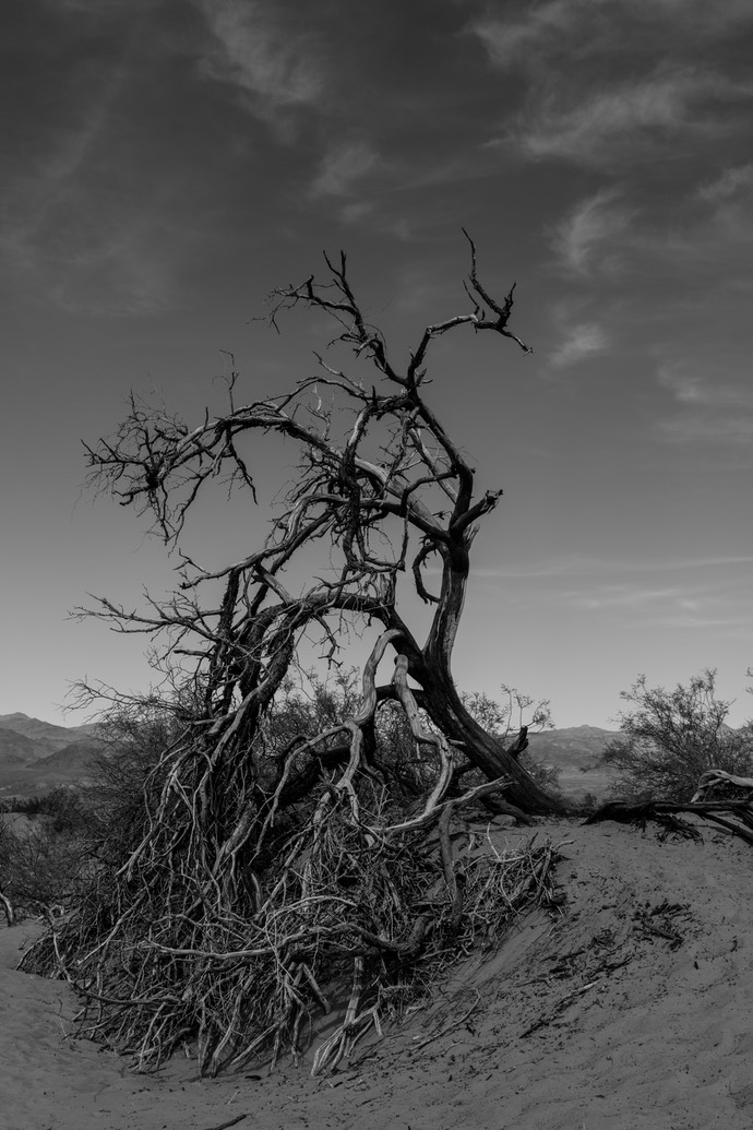 Dode boom bij Mesquite flat sanddunes