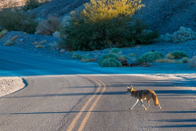 Overstekende coyote