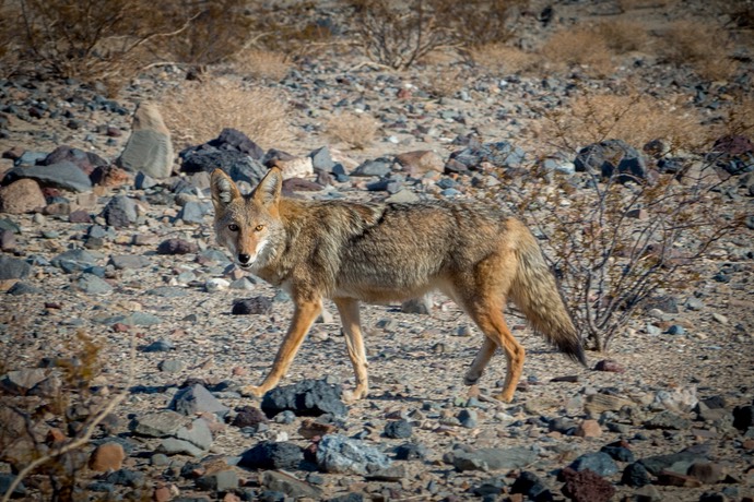 coyote