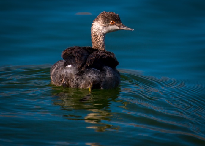 Grebe