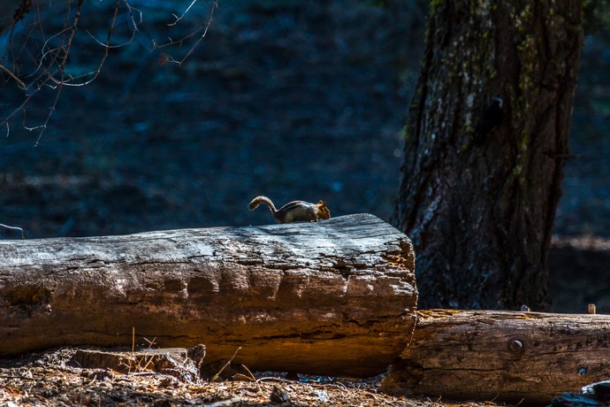 Ground Squirrel