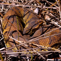 Cottonmouth