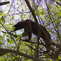 Black Bear