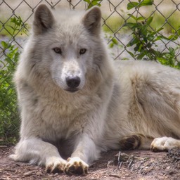 white wolf