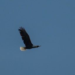 Bald eagle