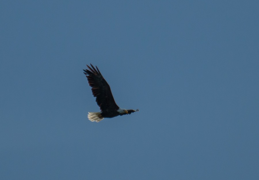 Bald eagle