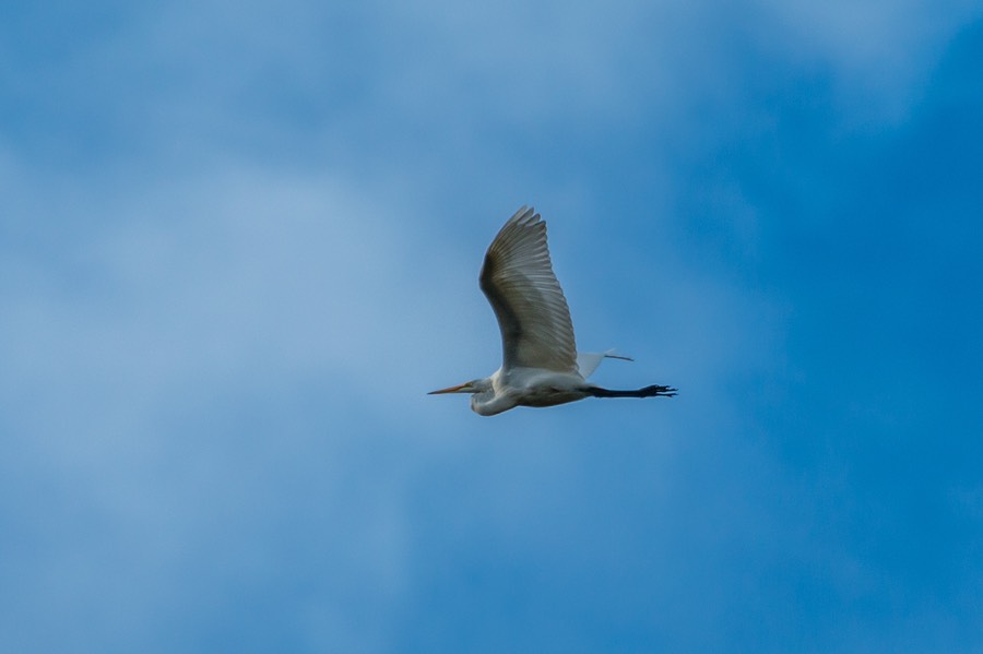 Great egret