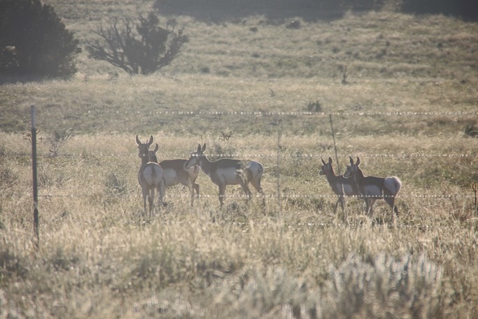 Pronghorn antilope