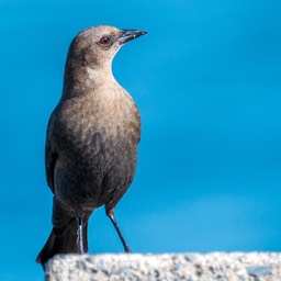 brewer black bird