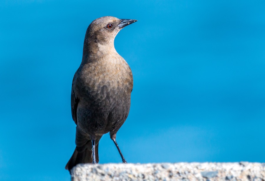 brewer black bird