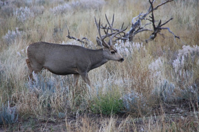 Mule deer