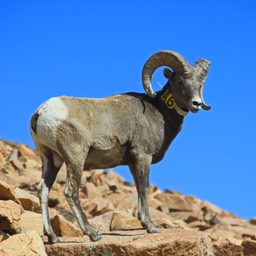 Bighorn sheep