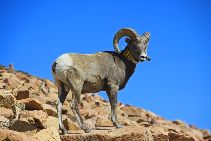 Bighorn sheep