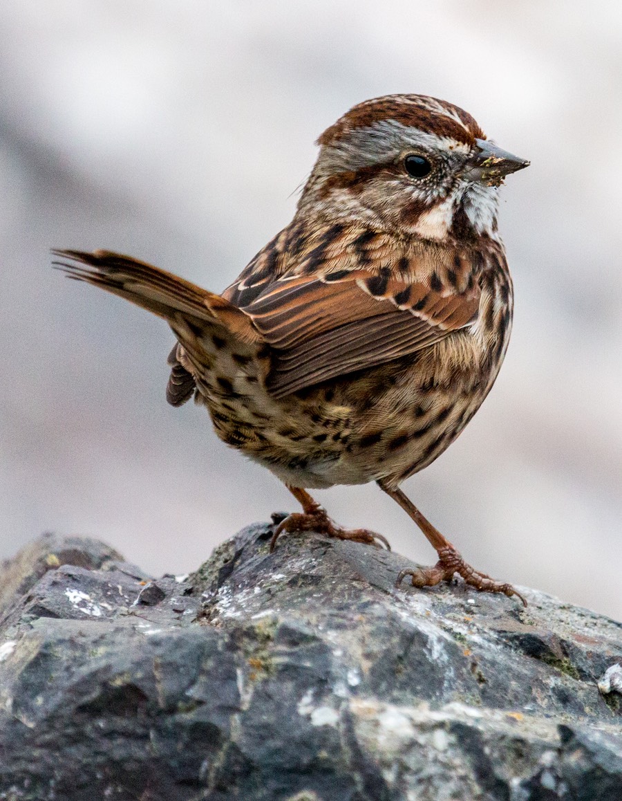 song sparrow