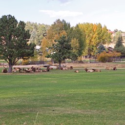 Elks op de golfbaan in Estes park