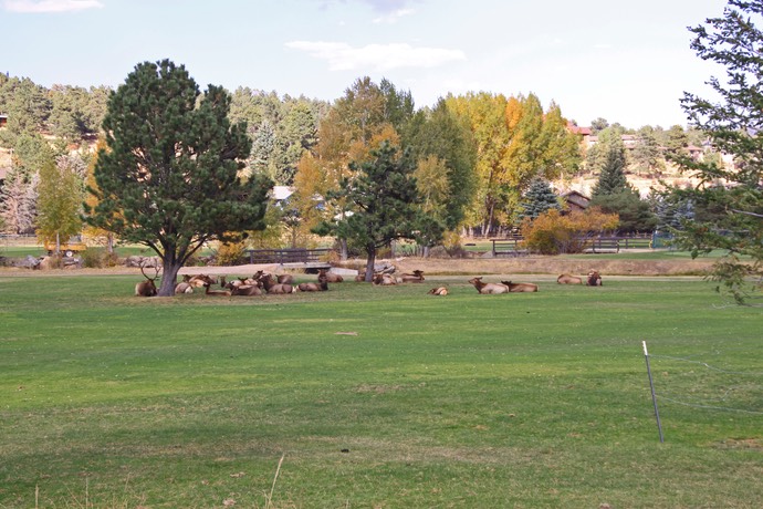 Elks op de golfbaan in Estes park