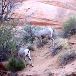 Bighorn sheep