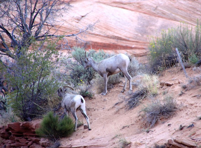 Bighorn sheep