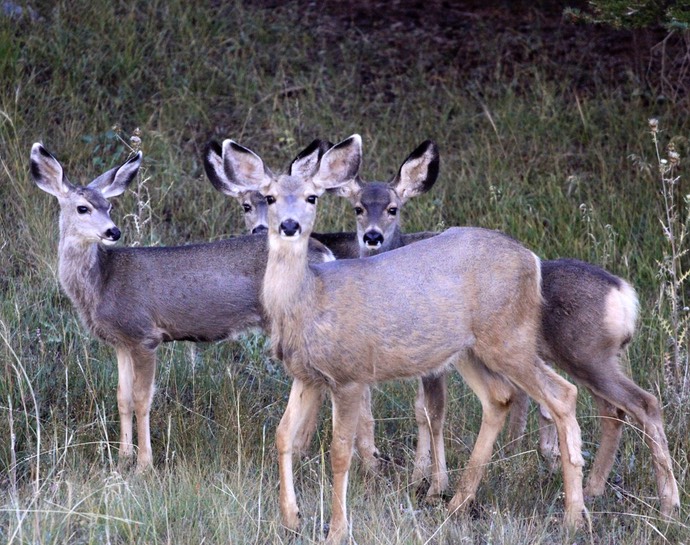 Mule deer onderweg