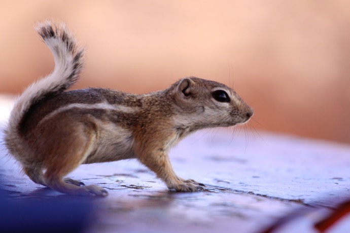 Brutale chipmunk