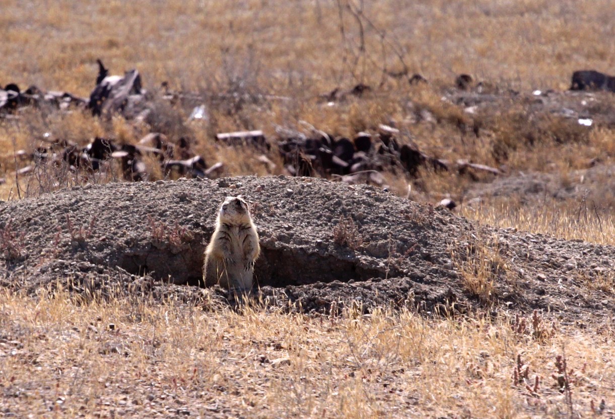 Prairiedog