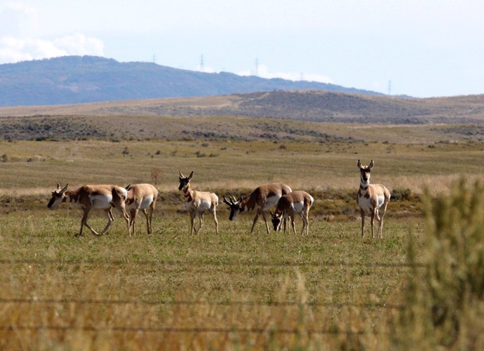 Pronghorn antilope