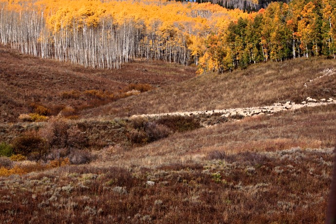 Schaapskudde met herfstkleuren