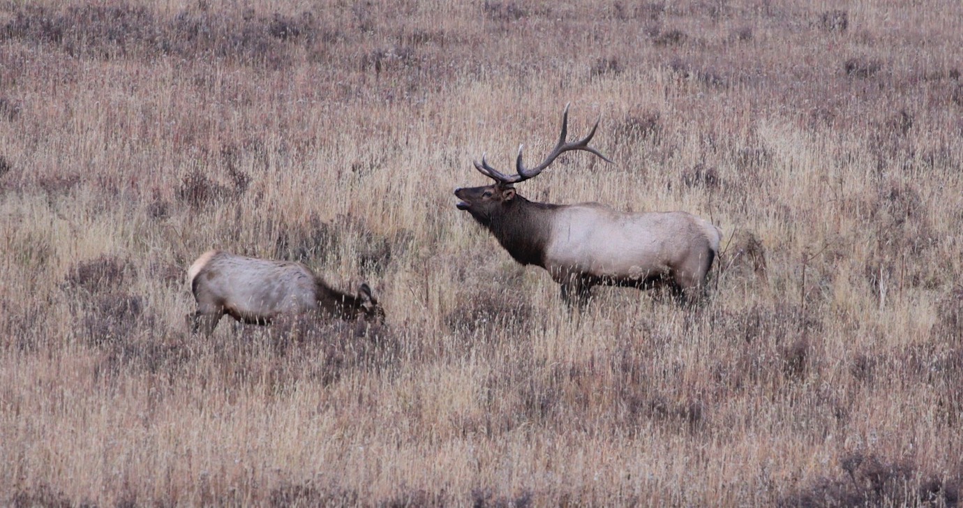 Elk bull met vrouw